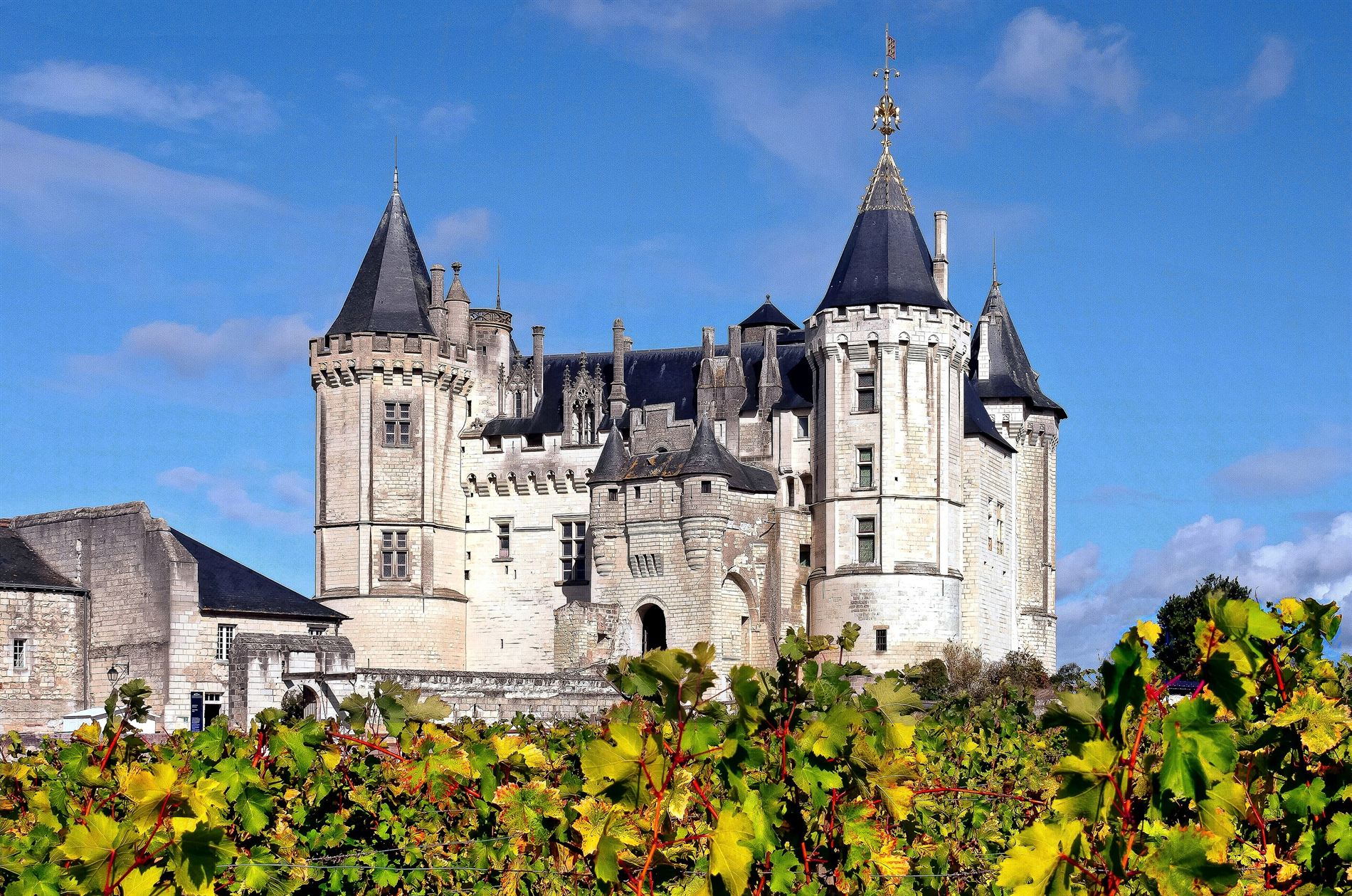 Le château de Saumur vu depuis les rangs de vigne du vignoble de Saumur-Champigny