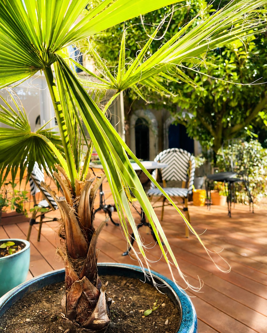 Palmier en pot sur la terrasse en bois de la Villa Folie